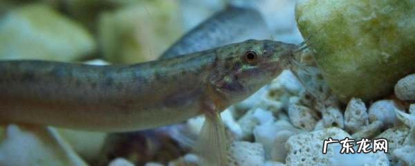泥鳅要喂什么给它吃,泥鳅吃什么食物长得快