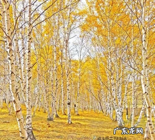 白桦树什么季节生长,桦树从什么时候开始发芽的