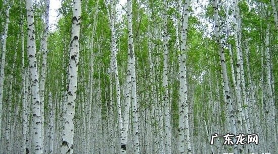 白桦树什么季节生长,桦树从什么时候开始发芽的