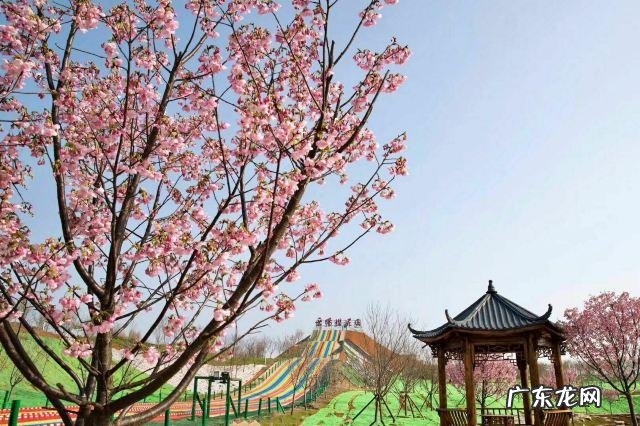 岳阳樱花园在哪里,樟树樱花园在哪里