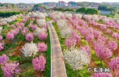 岳阳樱花园在哪里,樟树樱花园在哪里