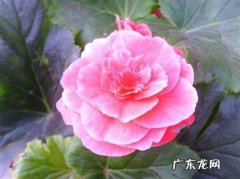 花的种类,花的种类有哪些