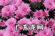 花的种类,花的种类有哪些