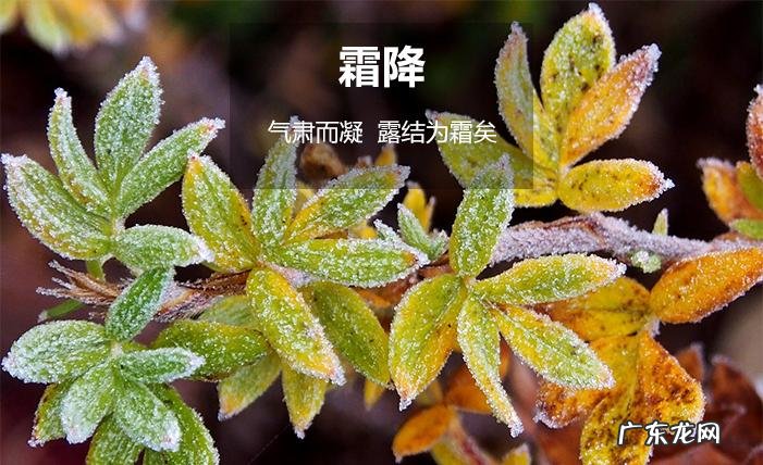 霜在古代的寓意,落花是古典文学中常见的意象