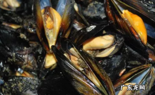煮熟的海虹隔夜能吃,海虹煮熟后吃不完怎么办