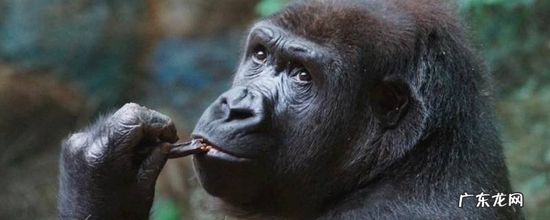 猩猩的寿命一般多长 猩猩 寿命