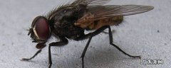 屋子里的苍蝇怎么才能把它们赶出去 屋里有苍蝇怎么赶出去