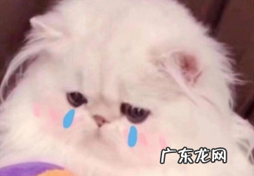 蚌埠怎么读住了什么意思,蚌埠住了怎么读什么意思