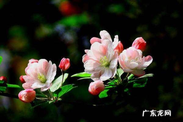 海棠树花,海棠花长什么样