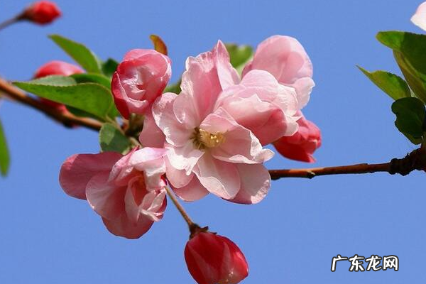 海棠树花,海棠花长什么样