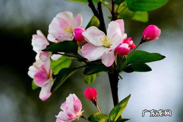海棠树花,海棠花长什么样