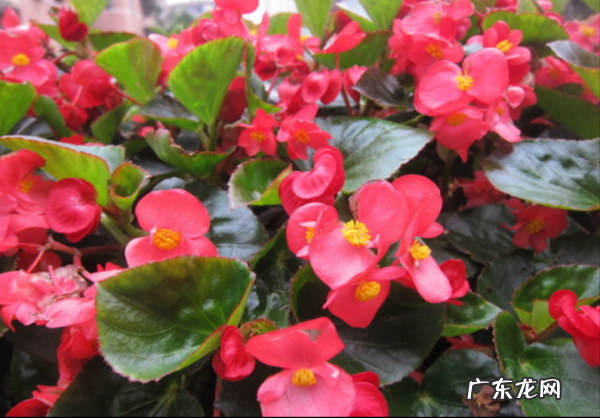 海棠树花,海棠花长什么样