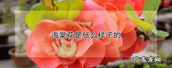海棠树花,海棠花长什么样