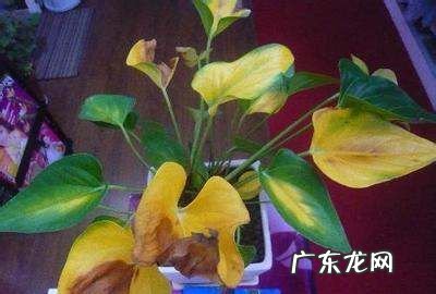 红掌的叶子焦了怎么回事,家里养的红掌叶子发黄应该怎么处理