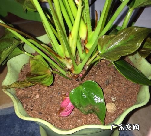 红掌的叶子焦了怎么回事,家里养的红掌叶子发黄应该怎么处理