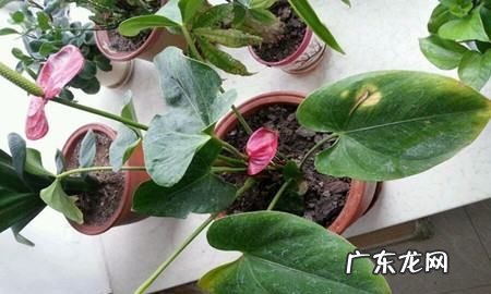 红掌的叶子焦了怎么回事,家里养的红掌叶子发黄应该怎么处理