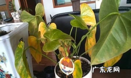 红掌的叶子焦了怎么回事,家里养的红掌叶子发黄应该怎么处理
