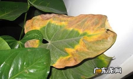 红掌的叶子焦了怎么回事,家里养的红掌叶子发黄应该怎么处理