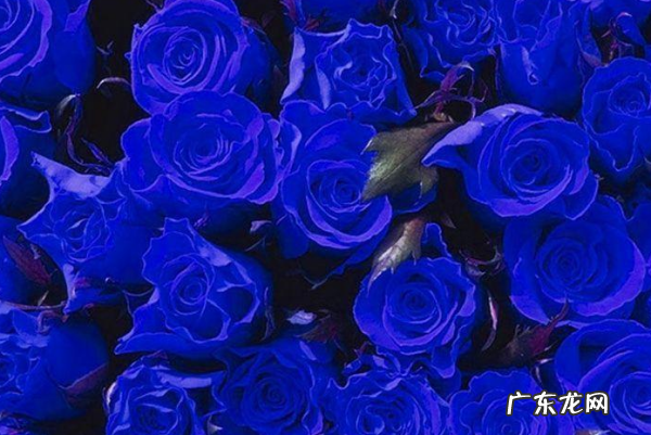 冰蓝玫瑰寓意,冰蓝玫瑰花语是什么意思
