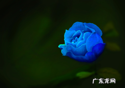 冰蓝玫瑰寓意,冰蓝玫瑰花语是什么意思