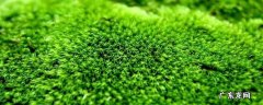 怎样清理水池青苔 水池青苔怎么快速清除