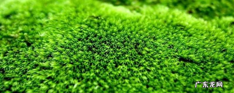 怎样清理水池青苔 水池青苔怎么快速清除