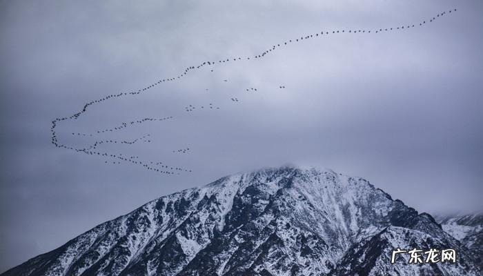 大雁的吉祥寓意,山水画中大雁的寓意与象征