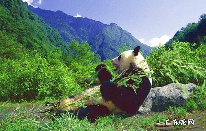 大熊猫发源地,熊猫发源地在什么地方