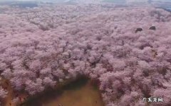 贵州万亩樱花在什么地方,万亩樱花开了