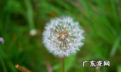 蒲公英的花什么样,蒲公英花是什么颜色