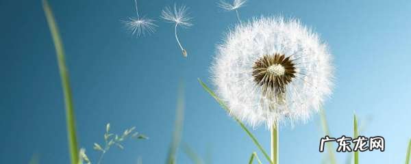 蒲公英的花什么样,蒲公英花是什么颜色