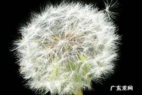 蒲公英的花什么样,蒲公英花是什么颜色