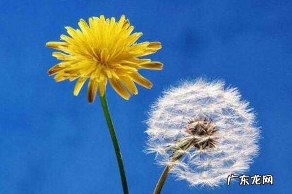 蒲公英的花什么样,蒲公英花是什么颜色