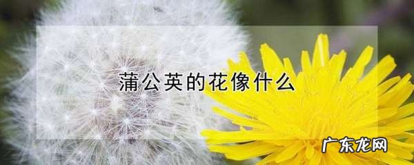 蒲公英的花什么样,蒲公英花是什么颜色