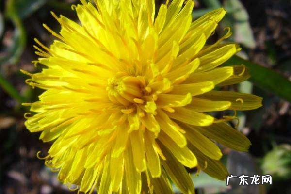 蒲公英的花什么样,蒲公英花是什么颜色