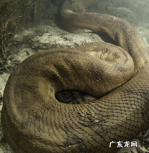 世界上最大的蛇是什么蛇长什么样,世界上最大的蛇叫什么蛇