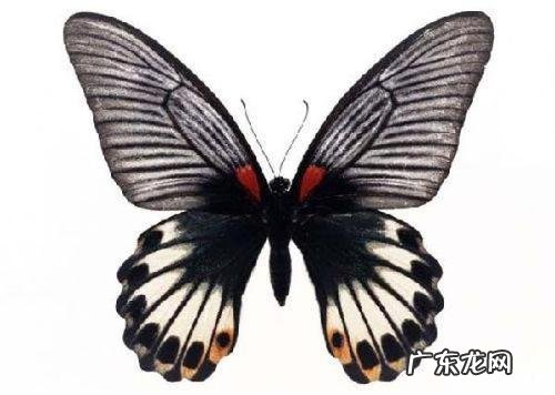蝴蝶的触角有什么用,蝴蝶头上的触角有什么作用
