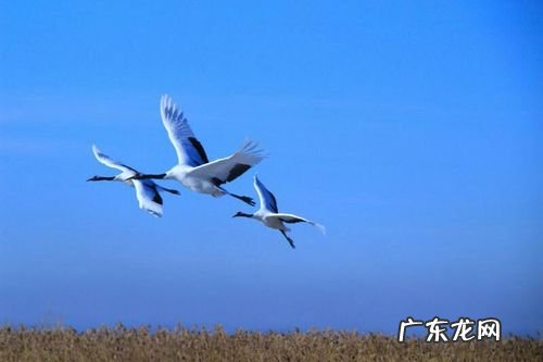 鹤在爱情上的寓意,纹仙鹤的寓意和象征意义