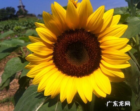 阳的寓意和象征,阳字五行属什么寓意如何