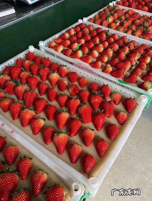 九九草莓特点,丹东99草莓是什么品种
