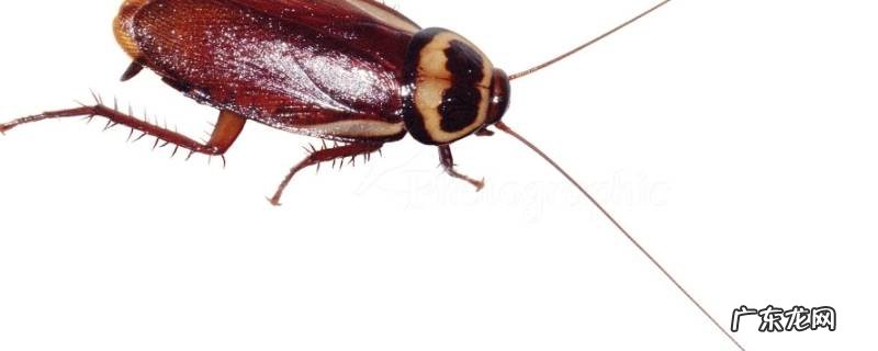 蟑螂不脏吗 蟑螂脏不脏