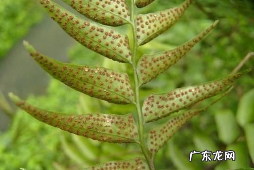 贯众的养殖方法,荚果蕨的养殖方法和注意事项