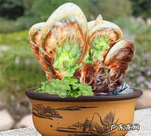 贯众的养殖方法,荚果蕨的养殖方法和注意事项