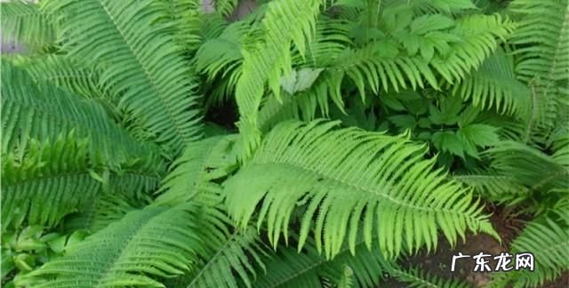 贯众的养殖方法,荚果蕨的养殖方法和注意事项