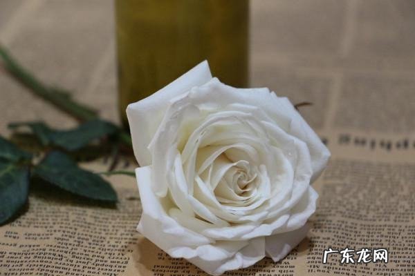 父母送女儿的鲜花有哪些,女儿生日妈妈送什么花好