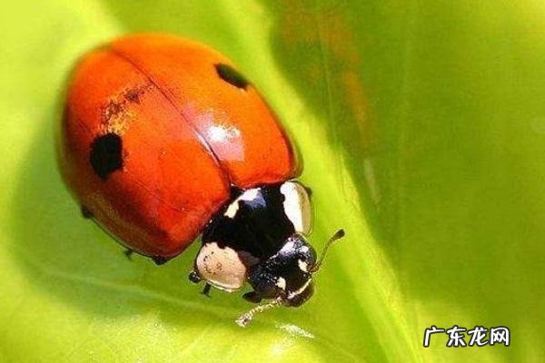瓢虫的活动特点是什么,七星瓢虫的生活特点是什么