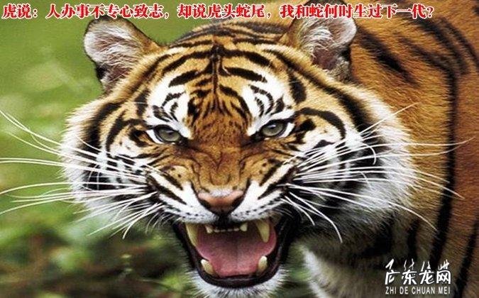 虎头蛇尾打一生肖,虎头蛇尾是什么生肖