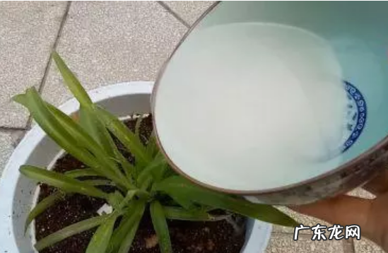 淘米水适合浇哪些盆栽,淘米水浇什么花最好养