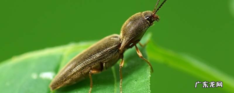 磕头虫吃什么食物 磕头虫吃什么