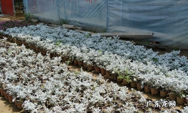银叶菊怎么养水,银叶菊的养殖方法和注意事项酢浆草